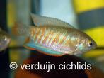 Gestreepte goeramie (Trichogaster fasciata), Dieren en Toebehoren, Vis, Zoetwatervis, Schoolvis