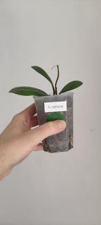 Hoya 'Nathalie', Maison & Meubles, Plantes d'intérieur, Ombre partielle, Plante à fleurs, Enlèvement ou Envoi, Moins de 100 cm