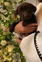 Zalige Labrador pupjes bij ons thuis op de boerderij, Dieren en Toebehoren, Honden | Retrievers, Spaniëls en Waterhonden, België