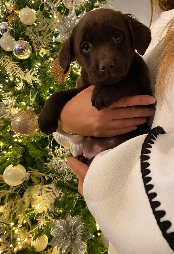 Zalige Labrador pupjes bij ons thuis op de boerderij, Dieren en Toebehoren, Honden | Retrievers, Spaniëls en Waterhonden, Meerdere dieren