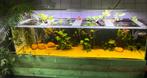 Aquarium te koop, Ophalen, Gebruikt