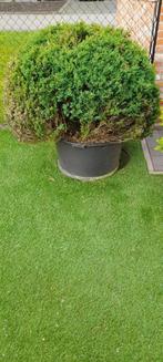 Grote Buxusbol in pot, Jardin & Terrasse, Plantes | Arbustes & Haies, 100 à 250 cm, Enlèvement, Buis