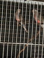 bourkens parkieten 2 poppen, Dieren en Toebehoren, Vogels | Parkieten en Papegaaien, Vrouwelijk, Parkiet, Geringd