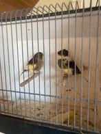 Koppel Glosters, Dieren en Toebehoren, Vogels | Kanaries
