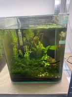 te koop alle garnalen+aquarium!!buitenkans! doe bod!, Dieren en Toebehoren, Ophalen, Zo goed als nieuw, Gevuld zoetwateraquarium