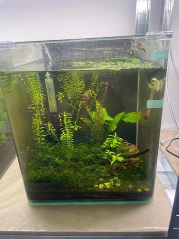 te koop alle garnalen+aquarium!!buitenkans! doe bod! beschikbaar voor biedingen