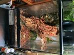 Wimper gecko + terrarium, Dieren en Toebehoren, Reptielen en Amfibieën, Hagedis, Met terrarium, 3 tot 6 jaar