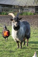 Blauwschimmel tan dekbok, Dieren en Toebehoren, Schapen, Geiten en Varkens, Mannelijk, Geit, 3 tot 5 jaar