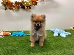 Kleine Keeshond pups, België, Keeshond, 8 tot 15 weken, CDV (hondenziekte)