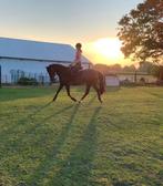 Betrouwbare New Forest pony (merrie), Dieren en Toebehoren, Merrie, B