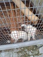 Frettenpups, Dieren en Toebehoren, Pluimvee