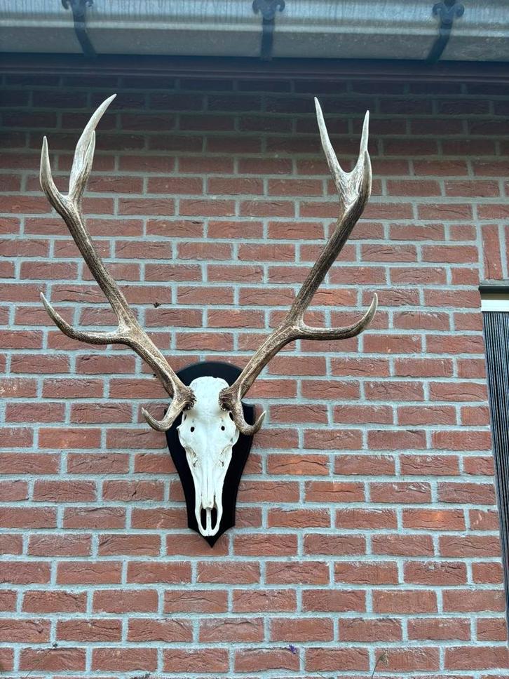 bois de cerf décoratifs, Articles professionnels, Horeca | Mobilier & Aménagement, Décoration, Neuf, sans emballage, Enlèvement