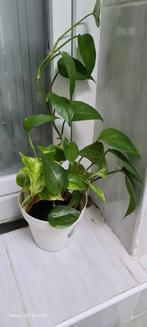 Plante, Maison & Meubles, Plantes d'intérieur