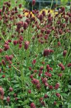 Sanguisorba Tanna, Tuin en Terras, Planten | Tuinplanten, Ophalen, Halfschaduw