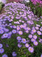 Aster 'Anton Kippenberg', Ophalen, Vaste plant