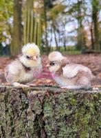 Kuikens usa zijdehoen zijdehoenders kippen, Dieren en Toebehoren, Kip