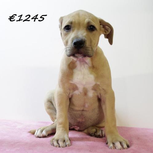 Amerikaanse Staffordshire Terriër - pups te koop (teefjes), Dieren en Toebehoren, Honden | Jack Russells en Terriërs, Teef, American Staffordshire Terriër