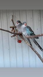 prinses of Wals parkieten, Dieren en Toebehoren