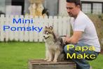 Pomsky, mini Husky. Belgisch fokker, Dieren en Toebehoren, België, 8 tot 15 weken, Poolhond, CDV (hondenziekte)