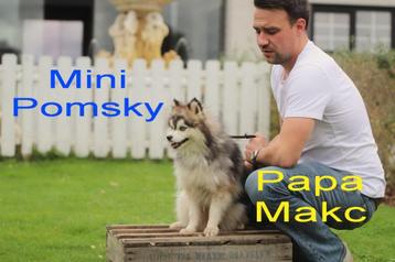 Pomsky, mini Husky. Belgisch fokker  beschikbaar voor biedingen