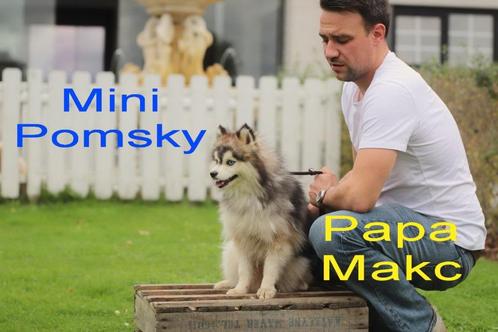 Pomsky, mini Husky. Belgisch fokker, Dieren en Toebehoren, Honden | Poolhonden, Keeshonden en Oertypen, Meerdere dieren, Poolhond