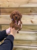 Mooie toy/dwergpoedel pups, Dieren en Toebehoren, Poedel, Parvo, België, 8 tot 15 weken