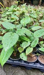 Tuinplantjes Perzikkruid (Persicaria) bodembedekker, Tuin en Terras, Ophalen, Bodembedekkers, Vaste plant, Halfschaduw