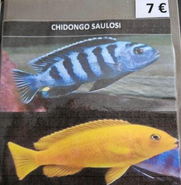 Chidonga saulosi malawi cichliden  beschikbaar voor biedingen