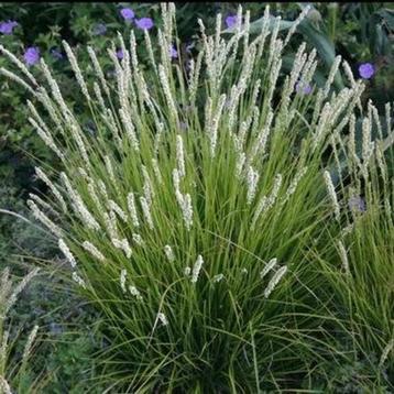 Sesleria autumnalis en soorten beschikbaar voor biedingen
