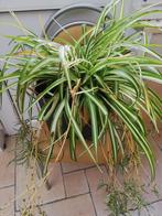 Prachtige Graslelie met mooie pot, Tuin en Terras, Planten | Tuinplanten, Ophalen