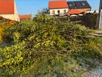 Takken beuk ideaal voor takkenwal, Tuin en Terras, Ophalen