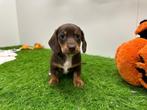 Nestje Dwergteckel pups, België, CDV (hondenziekte), 8 tot 15 weken, Korthaar