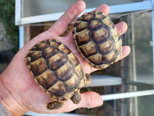 Landschildpadjes, Dieren en Toebehoren, Reptielen en Amfibieën, Schildpad, 3 tot 6 jaar