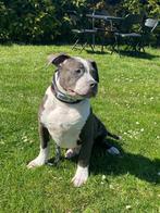 "Drako" American XL Bully reu te koop, Dieren en Toebehoren, 15 weken tot 1 jaar, Buitenland, CDV (hondenziekte), Eén hond