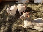6 jonge melkgeitenbokken, Dieren en Toebehoren, Schapen, Geiten en Varkens, Mannelijk, Geit, 0 tot 2 jaar
