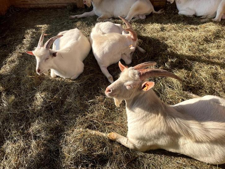 6 jonge melkgeitenbokken, Dieren en Toebehoren, Schapen, Geiten en Varkens, Geit, Mannelijk, 0 tot 2 jaar