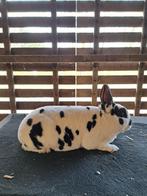 Rex Dwerg rammetje Dalmatiner Zwart, Dieren en Toebehoren, Mannelijk, Dwerg, 0 tot 2 jaar