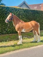 Eyecatcher tinker ruin 5 jaar, Dieren en Toebehoren