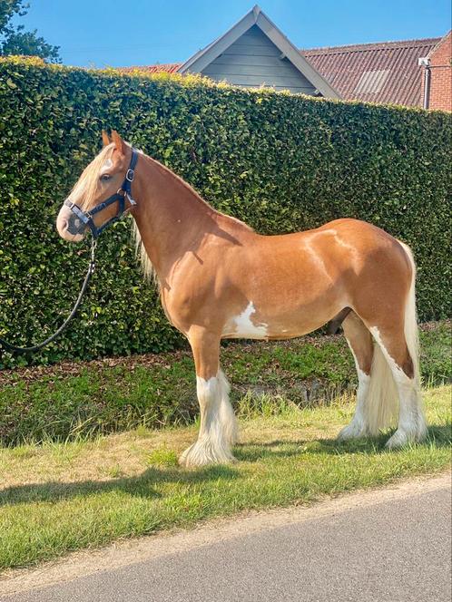 Eyecatcher tinker ruin 5 jaar, Dieren en Toebehoren, Pony's