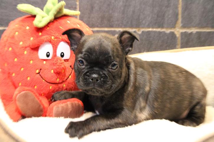 Chiot bouledogue français, Animaux & Accessoires, Chiens | Bouledogues, Pinschers & Molossoïdes, Chienne, Bouledogue, Éleveur | Professionnel