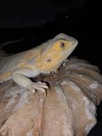 Citrus hypo het trans (paradox line) baardagaamvrouwtje, Hagedis, Tam, 3 tot 6 jaar