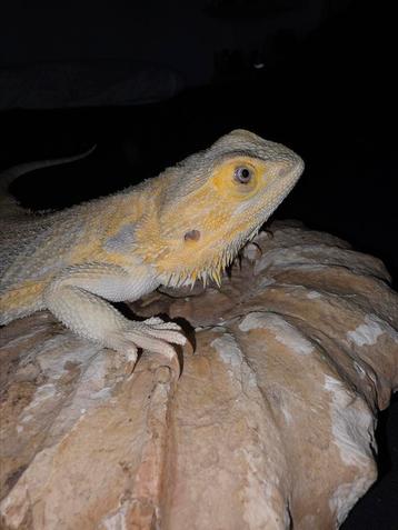 Citrus hypo het trans (paradox line) baardagaamvrouwtje beschikbaar voor biedingen