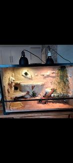 Habistat terrarium met koppel baardagamen, Ophalen, Zo goed als nieuw, Terrarium of Paludarium