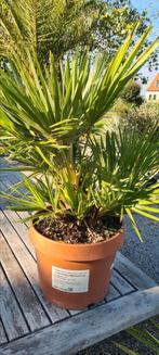 Europese dwergpalm - Chamaerops Humilis 'Siciliana', Tuin en Terras, Ophalen