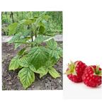 framboos jap wijnbes kruiden zwarte moerbes vijgplant..., Tuin en Terras, Ophalen