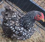 2 hennen, Dieren en Toebehoren, Pluimvee