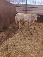 Witte dek stier, Dieren en Toebehoren