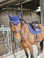 Hoofdstel cob, Dieren en Toebehoren, Ophalen of Verzenden, Zo goed als nieuw