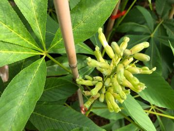 Aesculus glaucescens (dwergvorm).  beschikbaar voor biedingen
