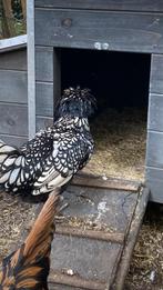 Padua, Dieren en Toebehoren, Pluimvee